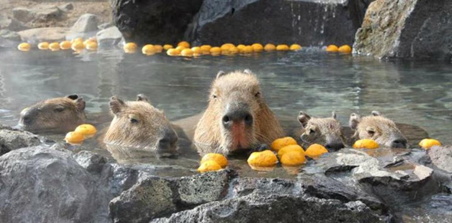 Why Are Capybaras So Popular?